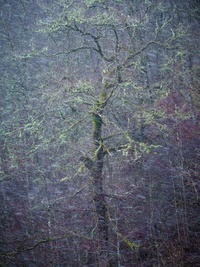 Aberfeldy Tree by bulloch.photography