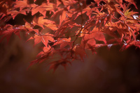 Acer by bulloch.photography