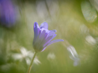 Anemone by bulloch.photography