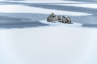 Rannoch Ice by bulloch.photography