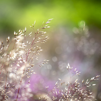 Cairngorm Grasses by bulloch.photography