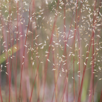 Cairngorm Grasses by bulloch.photography