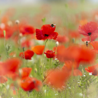 Bee and Poppy by bulloch.photography