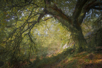 Trossachs Oak by bulloch.photography