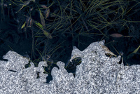 Ice by bulloch.photography