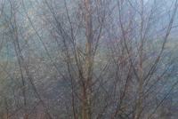 Winter Birch by bulloch.photography