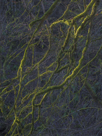 Lichen by bulloch.photography