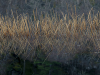 Coulin Reeds by bulloch.photography