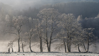 Hoar Frost by bulloch.photography