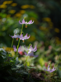 Erythronium by bulloch.photography