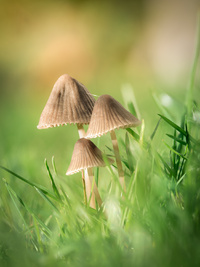 Funghi by bulloch.photography