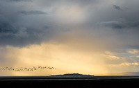 Geese over Aberlady Bay