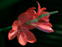 Kaffir Lily by bulloch.photography