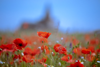 St Monans Poppyfield by bulloch.photography
